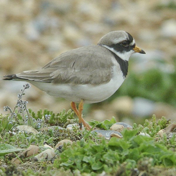 Stonerunner at Rye Harbour Nature Reserve